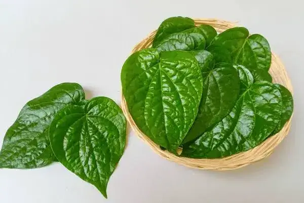 Daun sirih