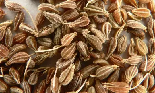 Biji anise